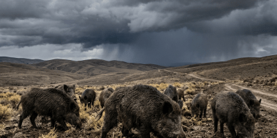 Wild boars foraging in dry soil with storm clouds overhead
